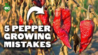 5 Pepper Growing Mistakes to Avoid [upl. by Aneelahs]