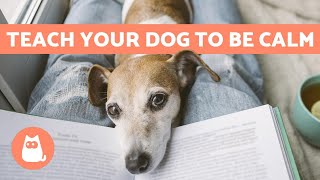 How to CALM My DOG ✅ 5 Easy TIPS to Relieve Anxiety [upl. by Tserof965]