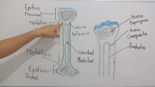Estructura ósea [upl. by Mcnelly]