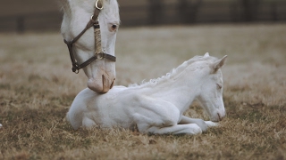 Rare White Foal a Patchen Wilkes Specialty [upl. by Leverick491]