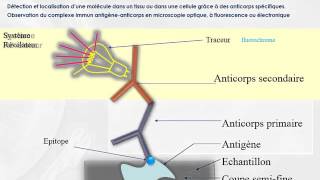 CYTOLOGIE Methodes Cytochimiques [upl. by Ennovehs945]