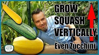 Grow Squash Vertically  Even Zucchini  Complete Guide [upl. by Attaynek]