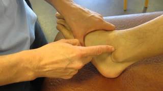 Lateral Malleolus Fibula Ankle Palpation [upl. by Asiar]