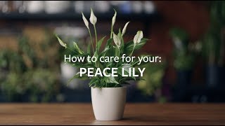 How to care for your Peace Lily  Grow at Home  RHS [upl. by Damle]