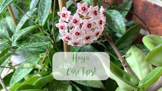 How to get Hoyas to Flower  Hoya Care Tips [upl. by Aver]