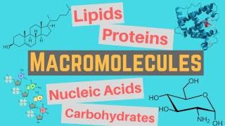 Macromolecules  Classes and Functions [upl. by Isus]