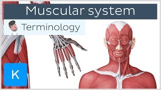 Muscular system  Anatomical terminology for healthcare professionals  Kenhub [upl. by Bore]