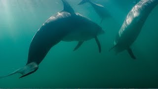 Dolphins Fight Off Shark  BBC Earth [upl. by Farrington]