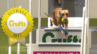 Flyball  Team Quarter Finals  Crufts 2017 [upl. by Arst]