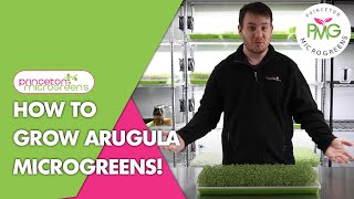 How to grow Arugula Microgreens [upl. by Weston]