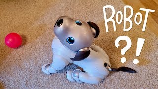 Our New Dog AIBO Pet Replacement Robot [upl. by Elkin468]