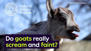 Do goats really scream and faint  Surprising Science [upl. by Monda239]