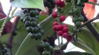 How to Grow Black Pepper Piper nigrum [upl. by Glenden296]