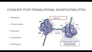 Histone Post Translational Modifications [upl. by Lesh222]