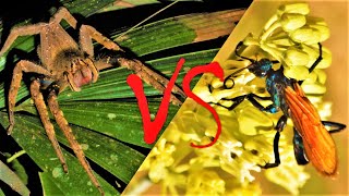 Wasp VS A Big Spider  Parasitoid Biology [upl. by Pollerd285]