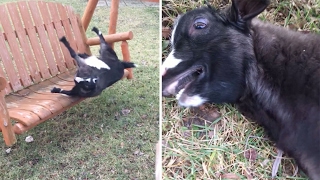 Excited Goat Faints On Swing [upl. by Nerti]