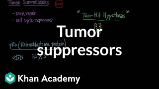 Tumor suppressors  Biomolecules  MCAT  Khan Academy [upl. by Bel217]