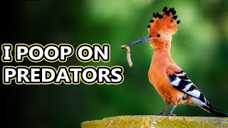 Hoopoe facts birds with stinkin great accuracy  Animal Fact Files [upl. by Ecila924]