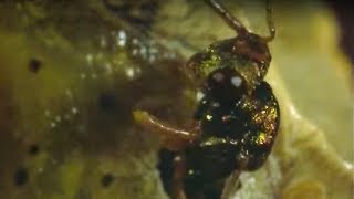 Caterpillar Eaten Alive By Wasps  Natural World  BBC Earth [upl. by Meeks997]