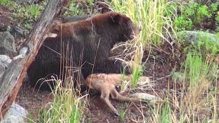 Bear eats elk calf alive  RAW uncut version  Yellowstone National Park [upl. by Bil]