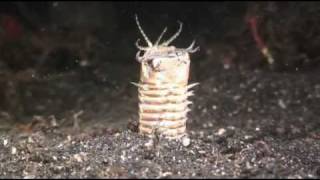 Bobbit Worm and frog fish night hunting Sulavesi [upl. by Wetzel936]