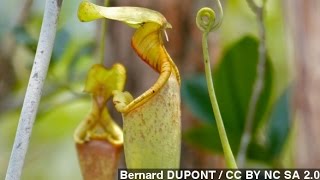 How Carnivorous Pitcher Plants Trap Their Prey [upl. by Anirdna]