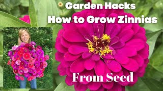 How to Grow Zinnias From Seed [upl. by Wayne551]