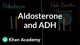 Aldosterone and ADH  Renal system physiology  NCLEXRN  Khan Academy [upl. by Secunda]