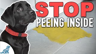 Stop Accidents Indoors With THIS Puppy Potty Training Plan [upl. by Muns]