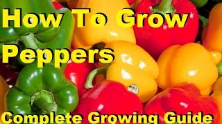 How To Grow Peppers  Complete Growing Guide [upl. by Shipman]