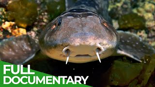 Wildlife Instincts Whitespotted Bamboo Shark  Free Documentary Nature [upl. by Reywas]