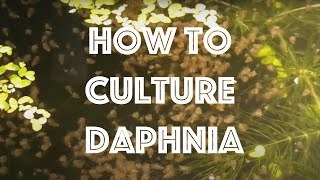 How To Culture Daphnia Magna [upl. by Jones]