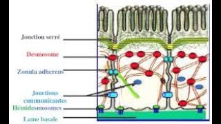 Les jonctions intercellulaires [upl. by Tiff721]