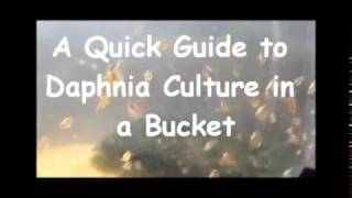 How to culture daphnia outside [upl. by Colwell]