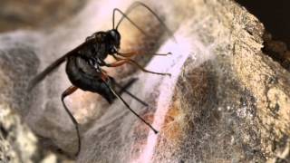 Parasitic wasp attacking moth pupa Ichneumonidae [upl. by Barstow]