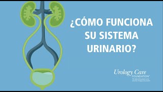 ¿Cómo Funciona Su Sistema Urinario  Urology Care Foundation [upl. by Trilbi]