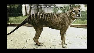 Tasmanian Tiger Sounds [upl. by Nosyrb]