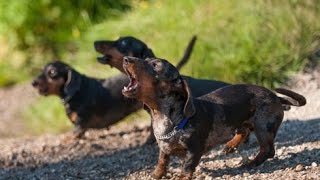 DACHSHUND BARKING  DACHSHUND HOWLING AND BARKING COMPILATION 2016 [upl. by Nancey]