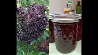 Elderberry Syrup  Harvest To Canned [upl. by Glenine586]