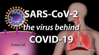 Understanding the Virus that Causes COVID19 Animation [upl. by Robenia]