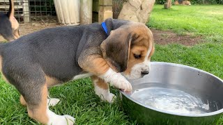 Beagle Puppies Howl and Barks  Cute Compilation [upl. by Mariejeanne]