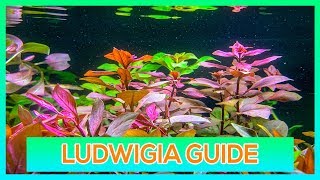 LUDWIGIA REPENS OVALIS SP RED  EASY STEM AQUARIUM PLANT GUIDE [upl. by Annitsirhc]