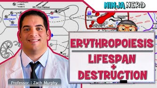 Hematology  Erythropoiesis Lifespan amp Destruction Part 2 [upl. by Aiuqram]