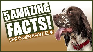 SPRINGER SPANIELS Top 5 Incredible Facts About The Springer Spaniels [upl. by Raff]