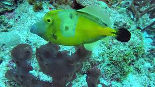 Cozumel Whitespotted filefish 122023 [upl. by Lustick]