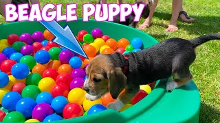 Beagle Puppies Crying amp Barking Compilation [upl. by Dnomayd]