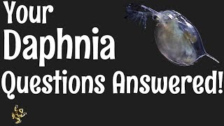 Daphnia Questions Answered [upl. by Eimmis439]