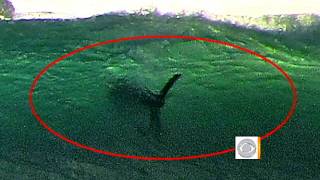 Giant shark off San Diego shore [upl. by Silvester]