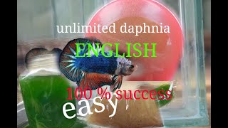 daphnia moina culture Easy way Unlimited production English  with sub Green water Chlorella [upl. by Ellehcor]