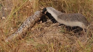 Snake Killers Honey Badgers of The Kalahari Nature Documentary [upl. by Kirschner]